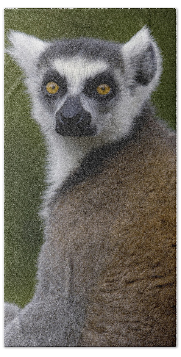 Feb0514 Bath Towel featuring the photograph Ring-tailed Lemur Portrait Madagascar by Pete Oxford