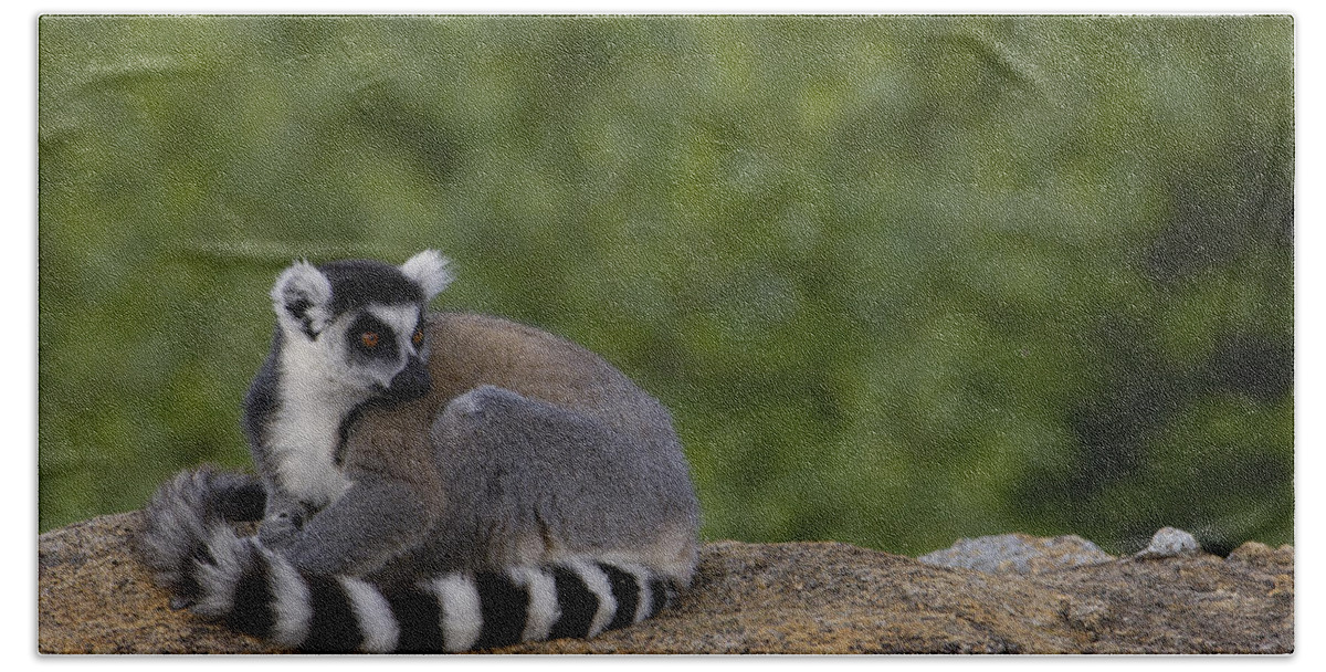 Feb0514 Bath Towel featuring the photograph Ring-tailed Lemur Resting On Rocks by Pete Oxford