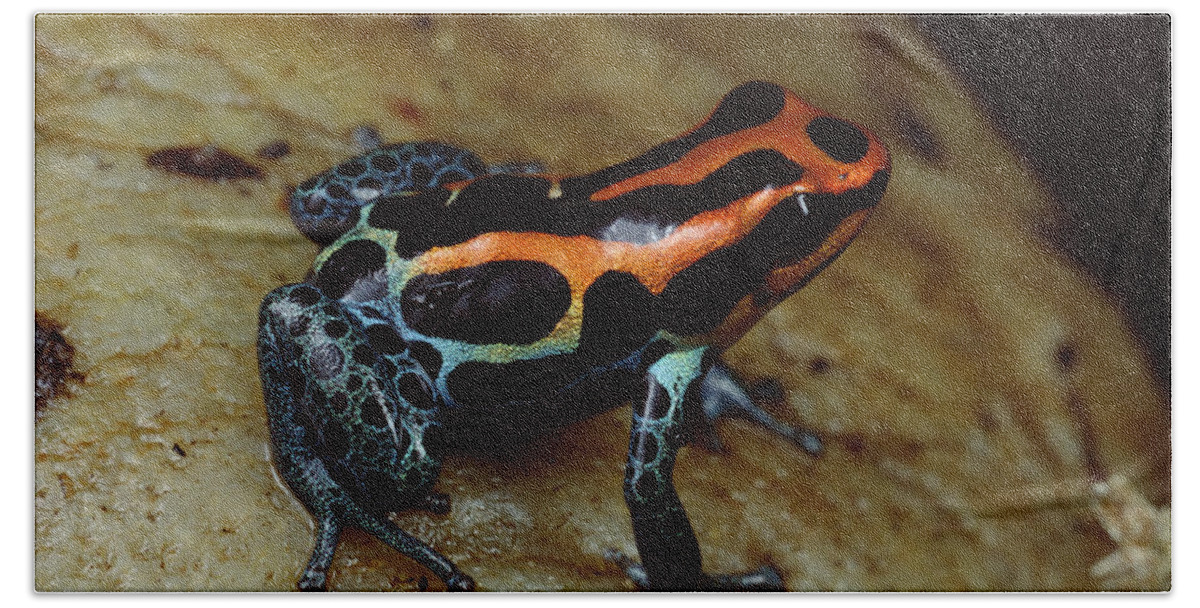 Feb0514 Bath Towel featuring the photograph Rio Madeira Poison Frog Peruvian by Mark Moffett