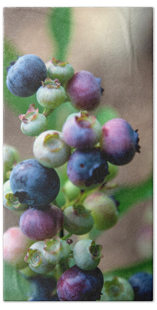 Asheville Hand Towel featuring the photograph Ripening Blueberries by John Haldane