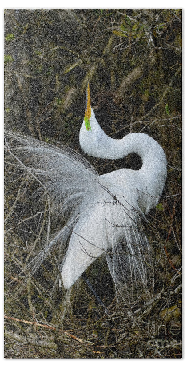 Great Egret Bath Towel featuring the photograph Rituals Of Courtship by Kathy Baccari