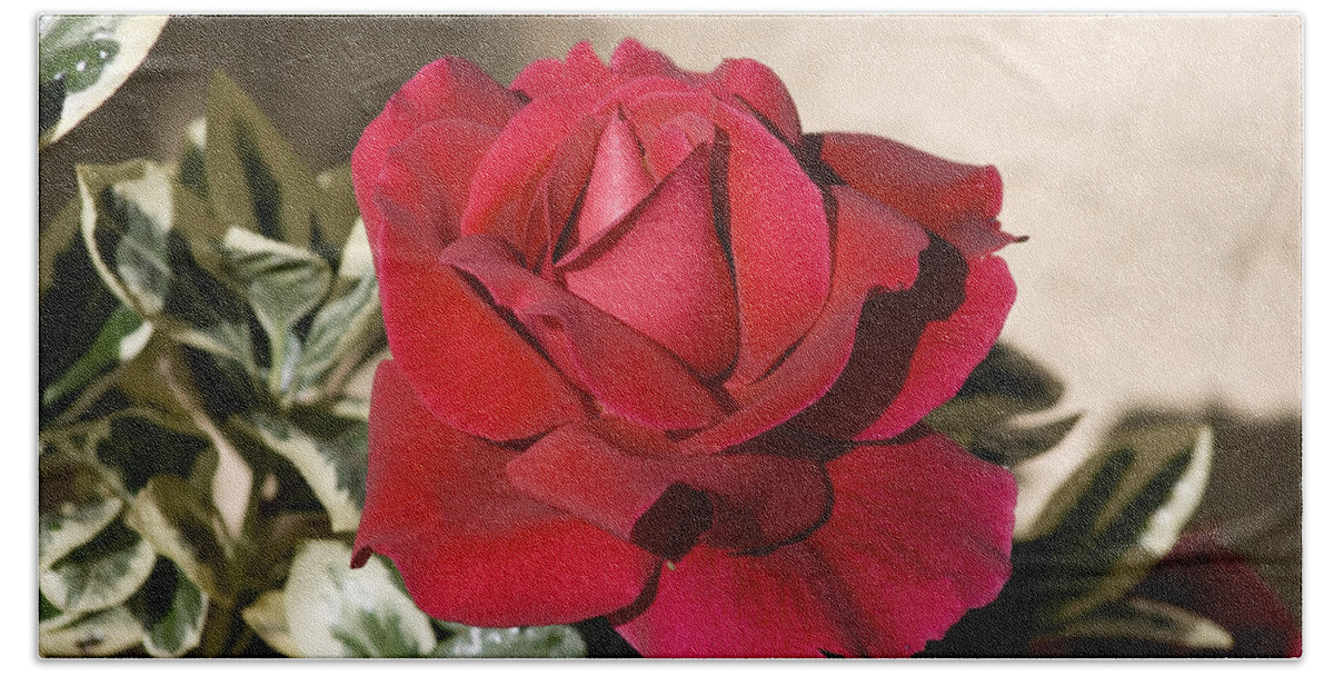 Flower Bath Towel featuring the photograph Rose 5 by Andy Shomock