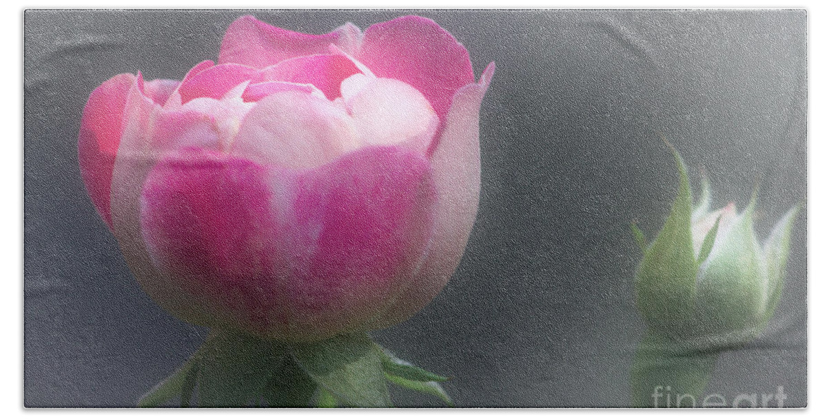Rose Hand Towel featuring the photograph Rose and Bud by Jeremy Hayden