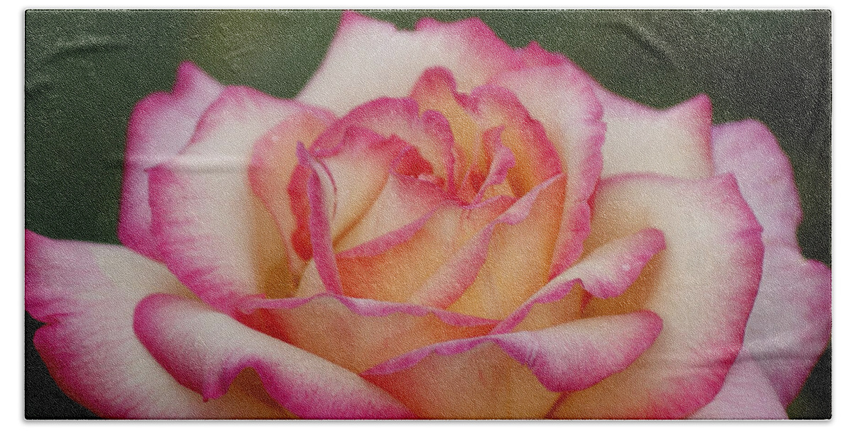 Rose Hand Towel featuring the photograph Rose Beauty by Debby Pueschel