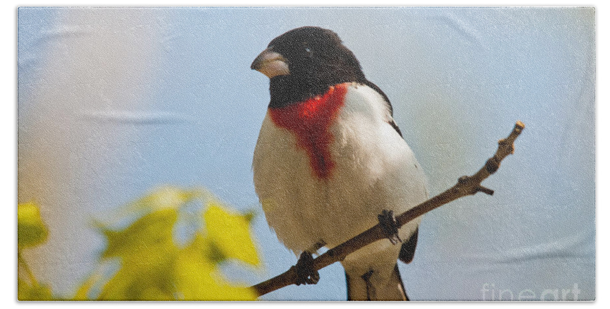 Rose-breasted Grosbeak Bath Towel featuring the photograph Rose Breasted Beauty by Cheryl Baxter