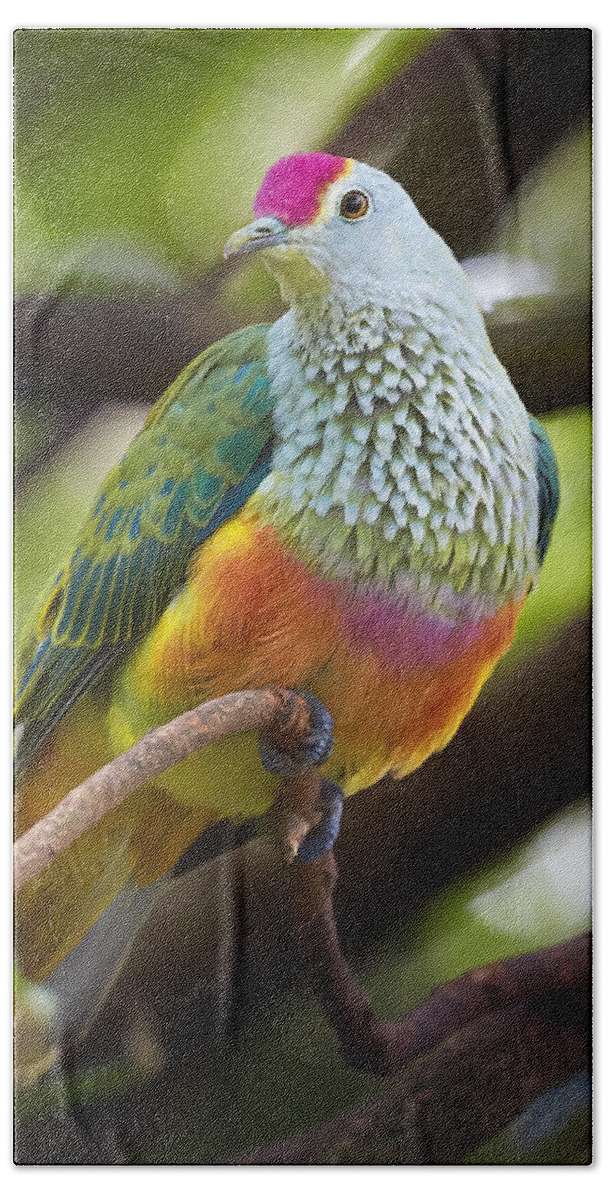 Martin Willis Bath Towel featuring the photograph Rose-crowned Fruit-dove Australia by Martin Willis