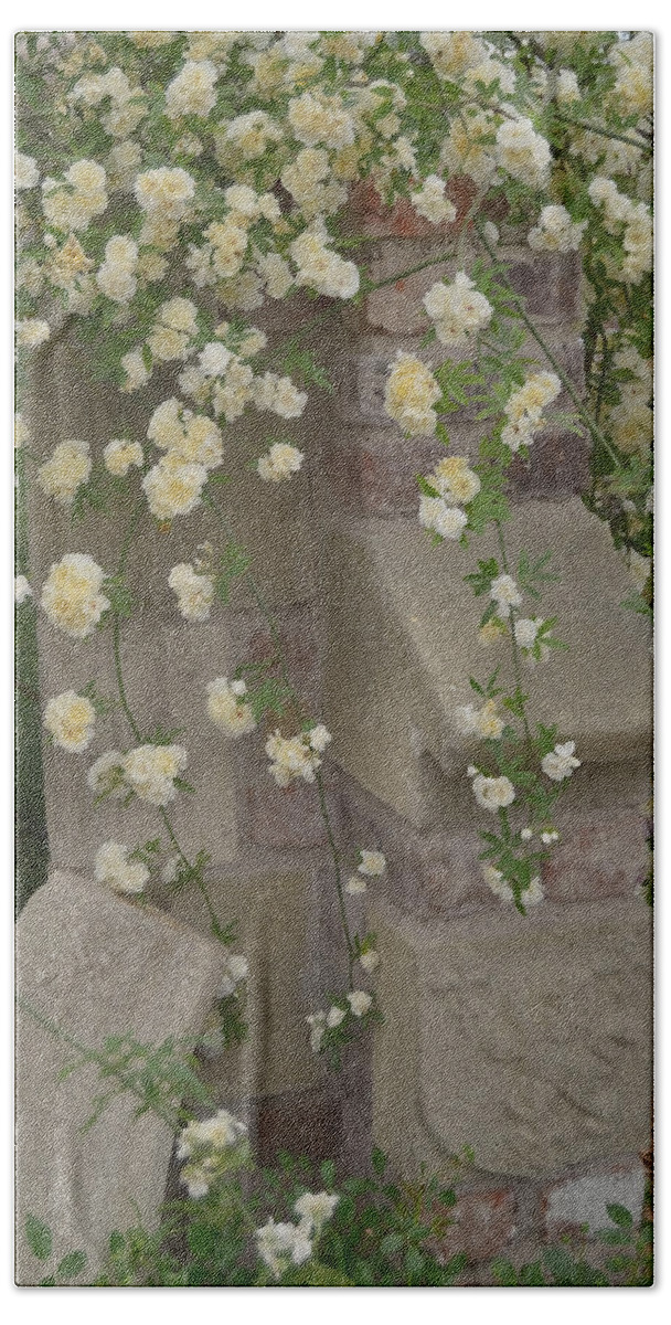 Evocative Hand Towel featuring the photograph Rose Sprawling on Stone by Tom Wurl