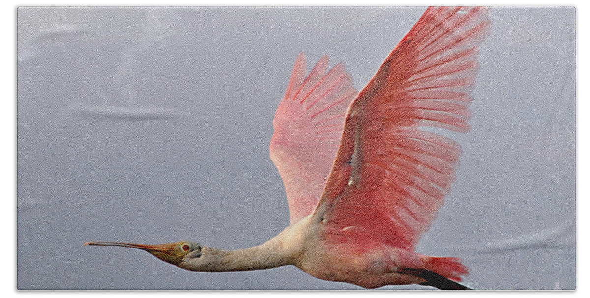 Birds Bath Towel featuring the photograph Roseate Spoonbill In Flight by Kathy Baccari