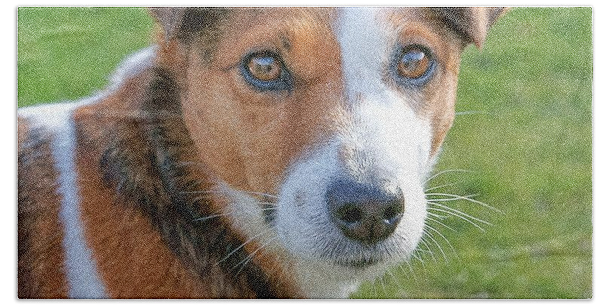 Dog Bath Towel featuring the photograph Rosie by David Birchall