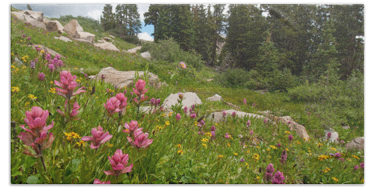 Indian Peaks Wilderness Area Bath Towel featuring the photograph Rosy Paintbrush and Trees by Cascade Colors