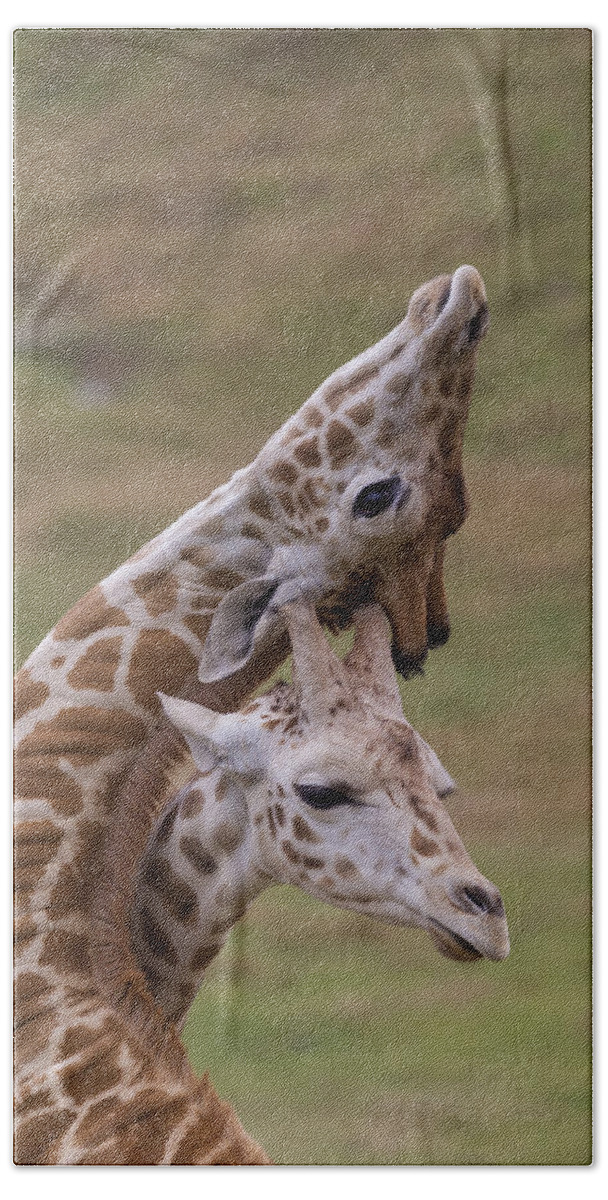 Feb0514 Hand Towel featuring the photograph Rothschild Giraffe Calves Necking by San Diego Zoo