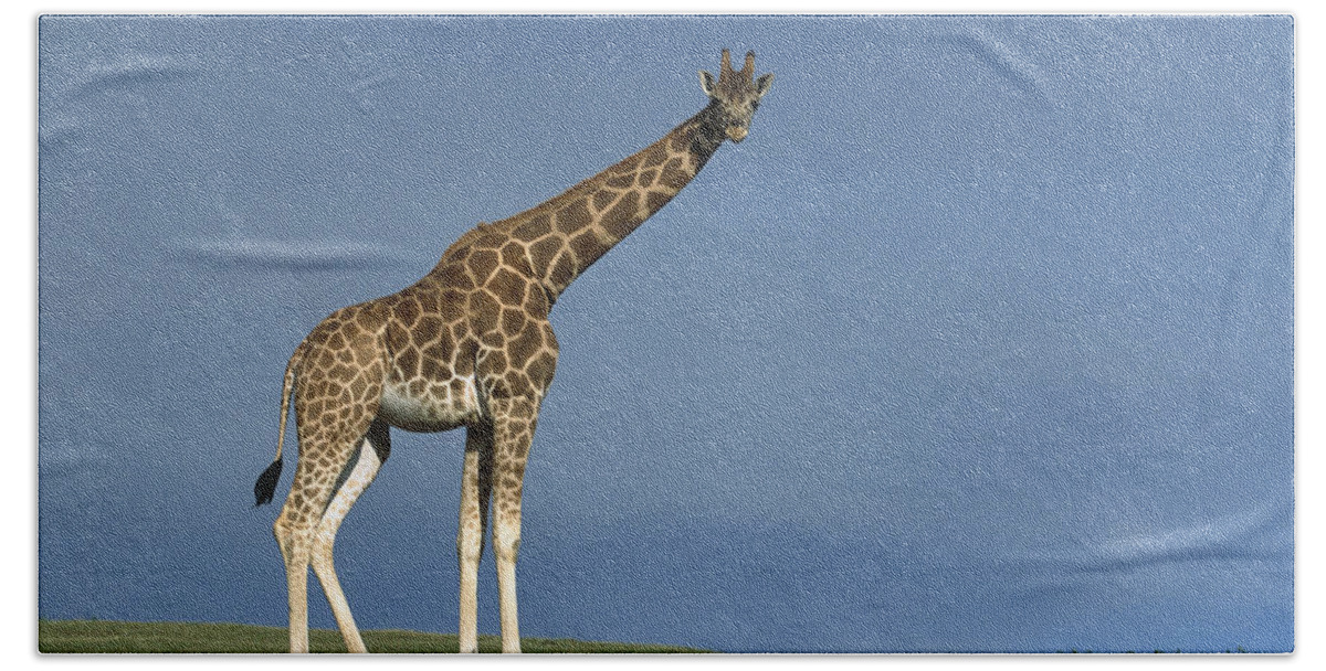 Mp Bath Towel featuring the photograph Rothschild Giraffe by San Diego Zoo