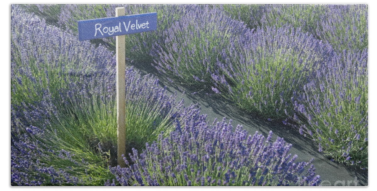 Royal Velvet Lavender Bath Towel by Richard and Ellen Thane - Pixels