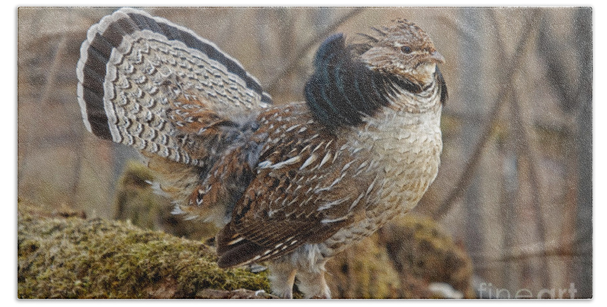 Ruff Grouse Hand Towel featuring the photograph Ruffed Grouse Courtship Display by Linda Freshwaters Arndt