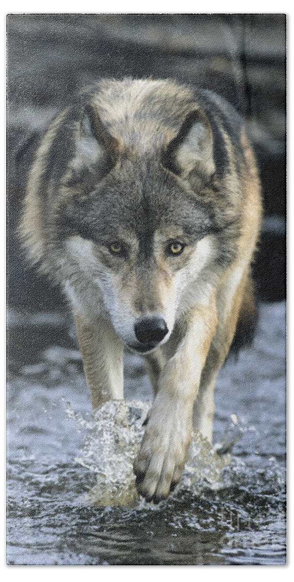 Wolf Hand Towel featuring the photograph Running Wolf by Chris Scroggins