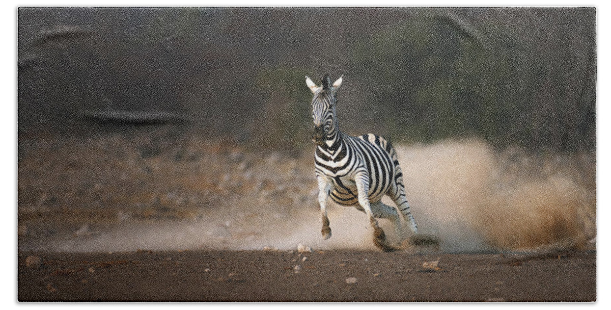 Zebra Hand Towel featuring the photograph Running Zebra by Johan Swanepoel