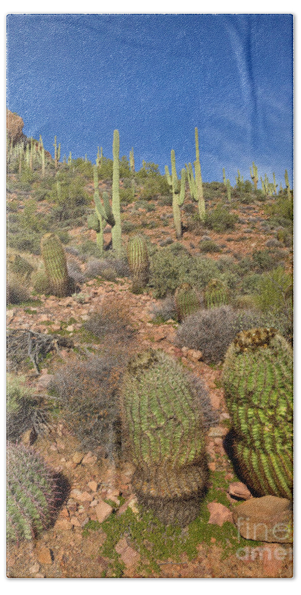 00559179 Bath Towel featuring the photograph Saguaro And Barrel Cacti Tonto N M by Yva Momatiuk John Eastcott