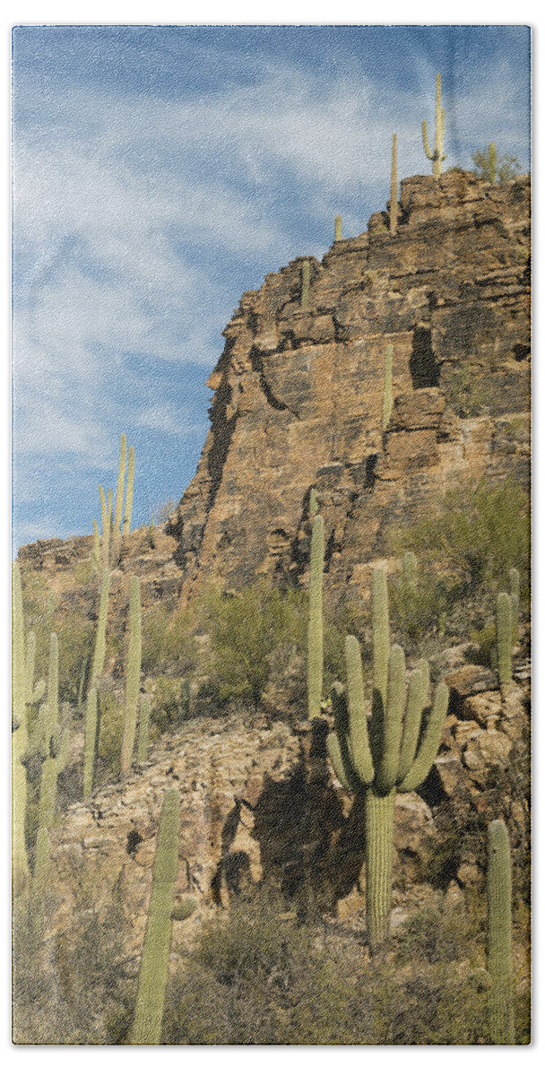 Feb0514 Bath Towel featuring the photograph Saguaro Cacti Sabino Canyon by Kevin Schafer