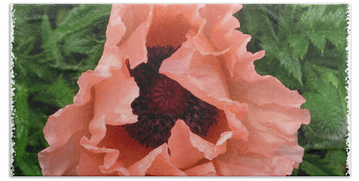 Salmon Color Poppy Bath Towel featuring the photograph Salmon Colored Poppy by Barbara A Griffin
