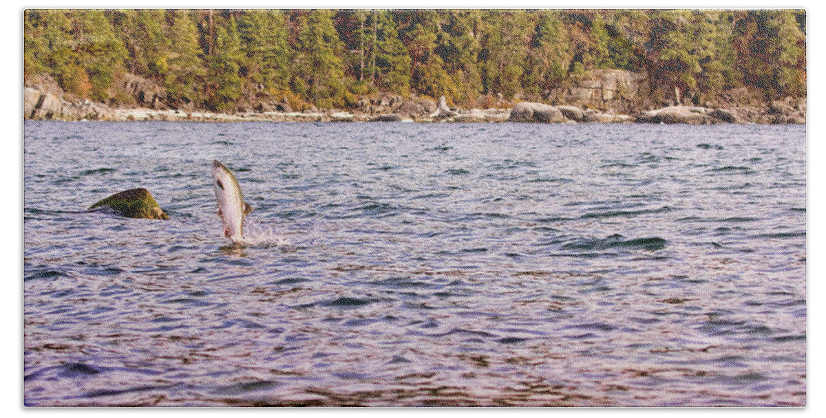Salmon Bath Towel featuring the photograph Salmon Jumping in the Ocean by Peggy Collins