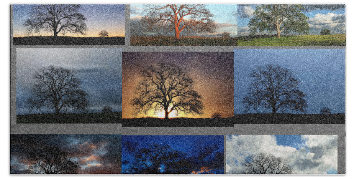 Tree Hand Towel featuring the photograph Same Tree Many Skies Montage by Robert Woodward