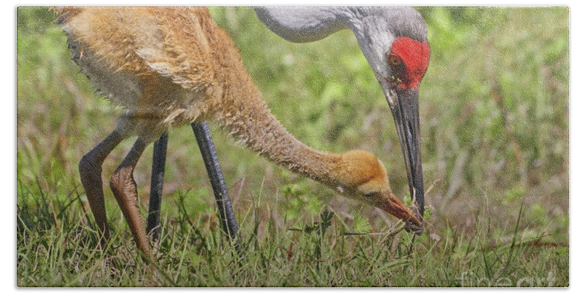 Sandhill Crane Hand Towel featuring the photograph Sandhill Colt gets a frog by Barbara Bowen