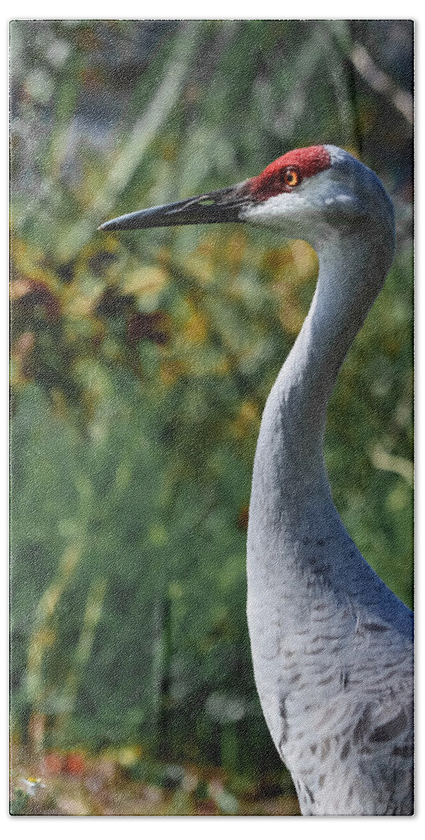Crane Hand Towel featuring the photograph Sandhill Crane Profile by DigiArt Diaries by Vicky B Fuller