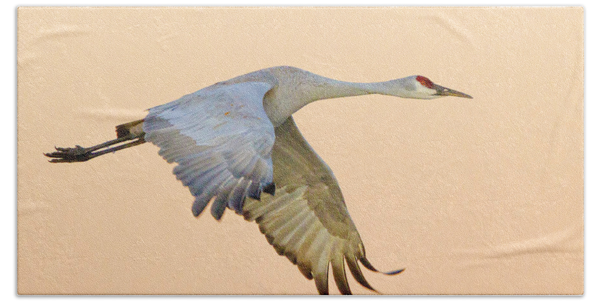 Ice Bath Towel featuring the photograph Sandhill Crane with icy ankles by Fred J Lord