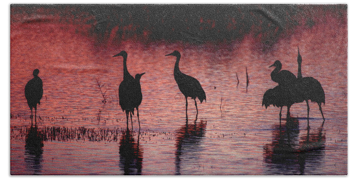 Birds Bath Towel featuring the photograph Sandhill Cranes - Bosque del Apache - New Mexico by Steven Ralser