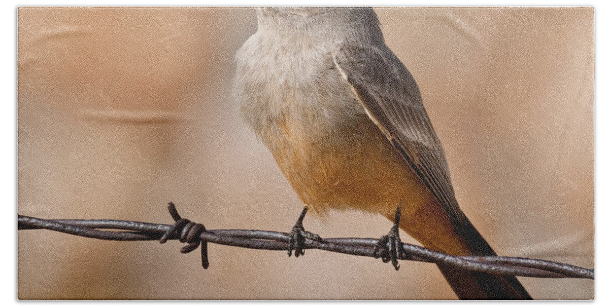Animal Bath Towel featuring the photograph Say's Phoebe on a Barbed Wire by Jeff Goulden