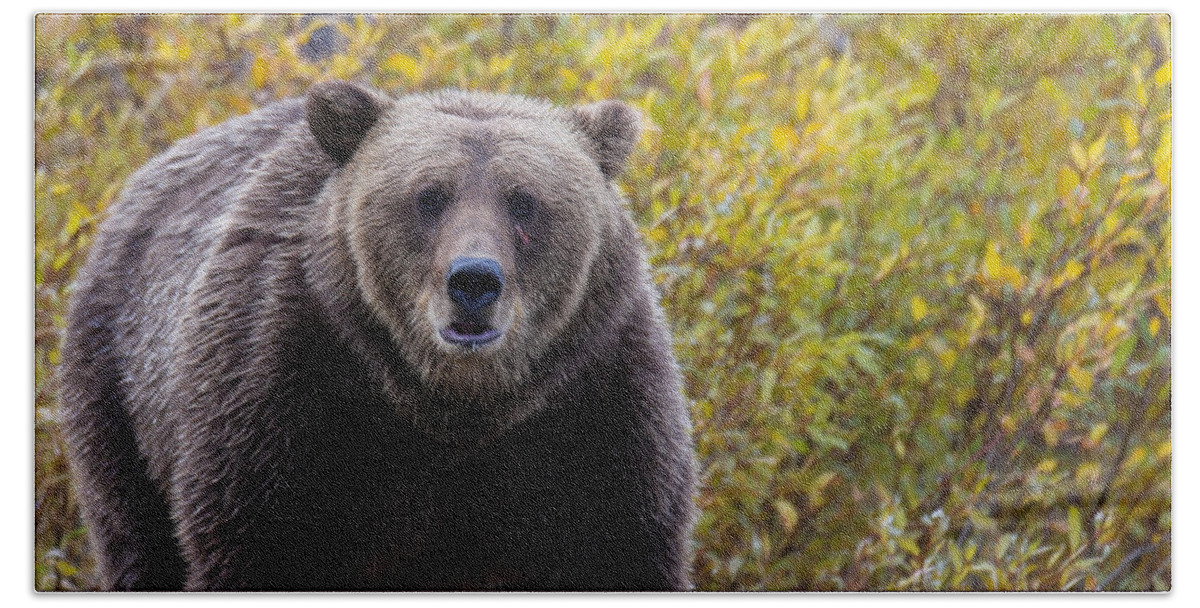 Bear Bath Towel featuring the photograph Scar by Kevin Dietrich