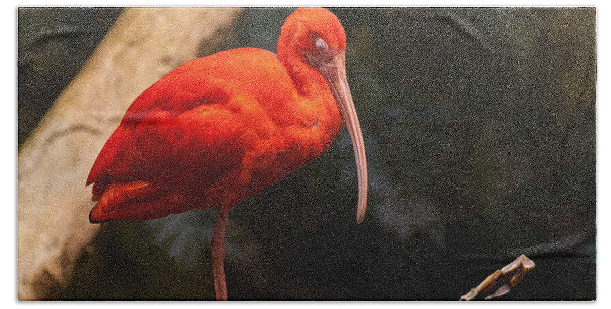 Scarlet Bath Towel featuring the photograph Scarlet Ibis by Bianca Nadeau