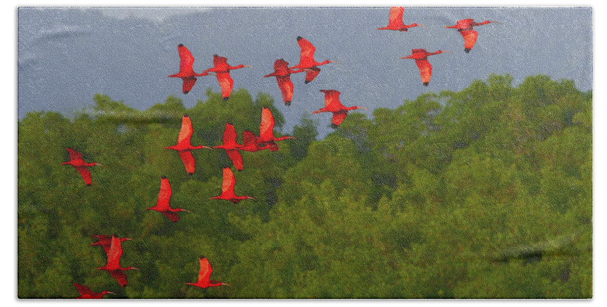 Scarlet Ibis Hand Towel featuring the photograph Scarlet Ibis by Tony Beck
