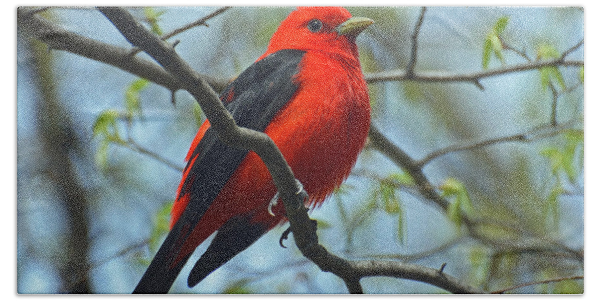 Bird Bath Towel featuring the photograph Scarlet Tanager in the Forest by Rodney Campbell