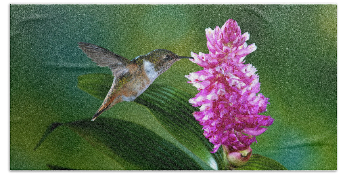 00511220 Hand Towel featuring the photograph Scintillant Hummingbird Selasphorus by Michael and Patricia Fogden