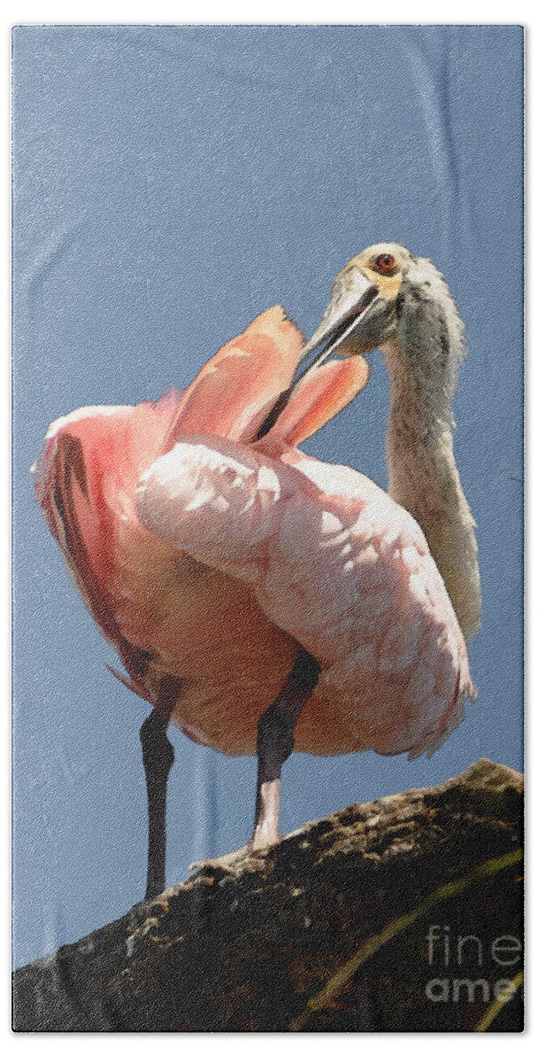 Roseate Spoonbill Bath Towel featuring the photograph Scratchin' My Back  by Lydia Holly