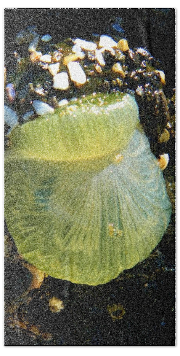 Ocean Life Bath Towel featuring the photograph Sea Anemone with Beautiful Jelly by Gallery Of Hope 