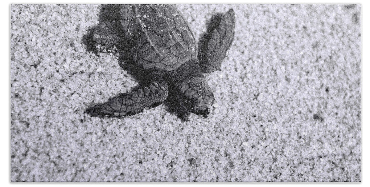 Los Cabos Hand Towel featuring the photograph Sea Turtle in Black and White by Sebastian Musial