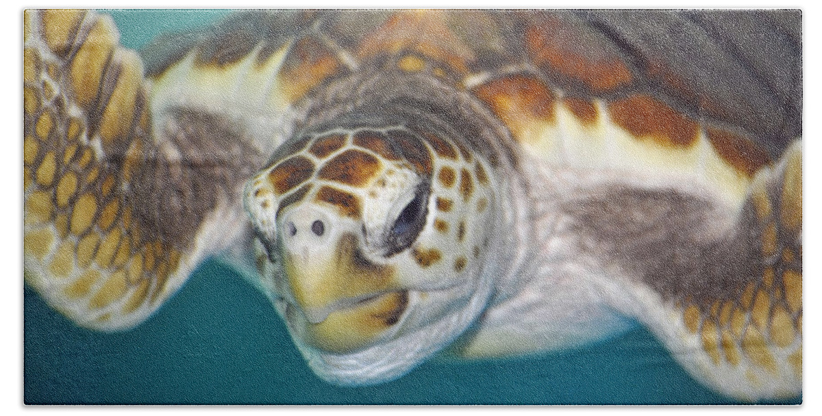 Real Sea Turtle Hand Towel featuring the photograph Sea Turtle by Jody Lane