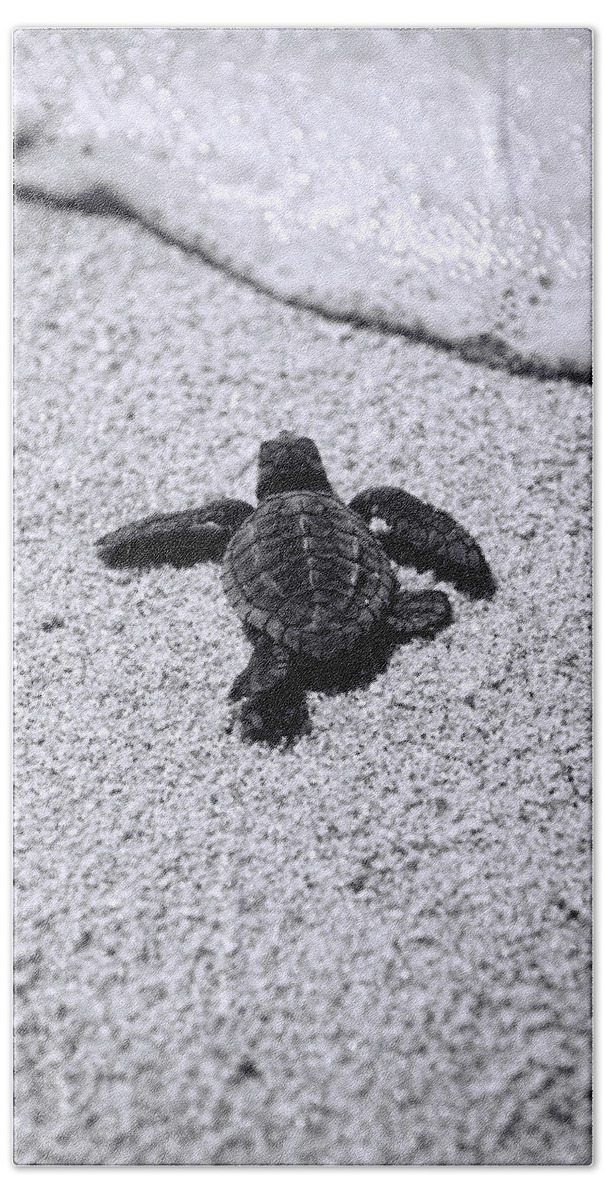 Baby Loggerhead Hand Towel featuring the photograph Sea Turtle by Sebastian Musial