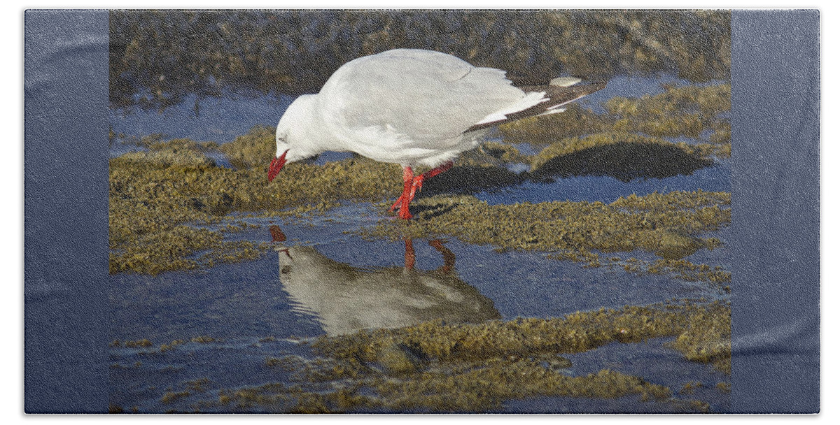Gull Bath Towel featuring the photograph Seagull Reflections by Venetia Featherstone-Witty