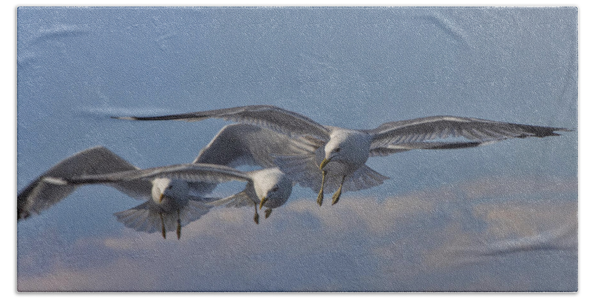 Seagull Hand Towel featuring the photograph Seagulls by David Gleeson