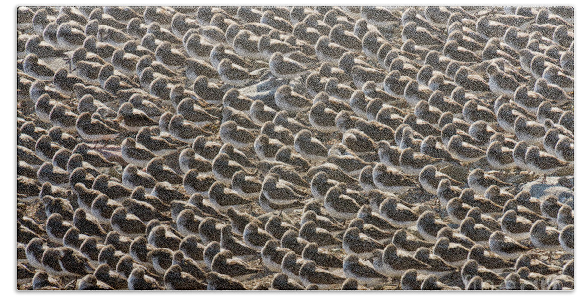 00536652 Hand Towel featuring the photograph Semipalmated Sandpipers Sleeping by Yva Momatiuk John Eastcott