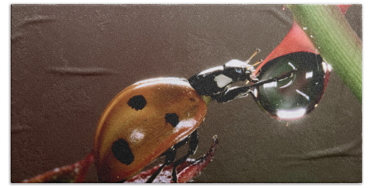 Nis Bath Towel featuring the photograph Seven-spotted Ladybird Drinking by Jef Meul