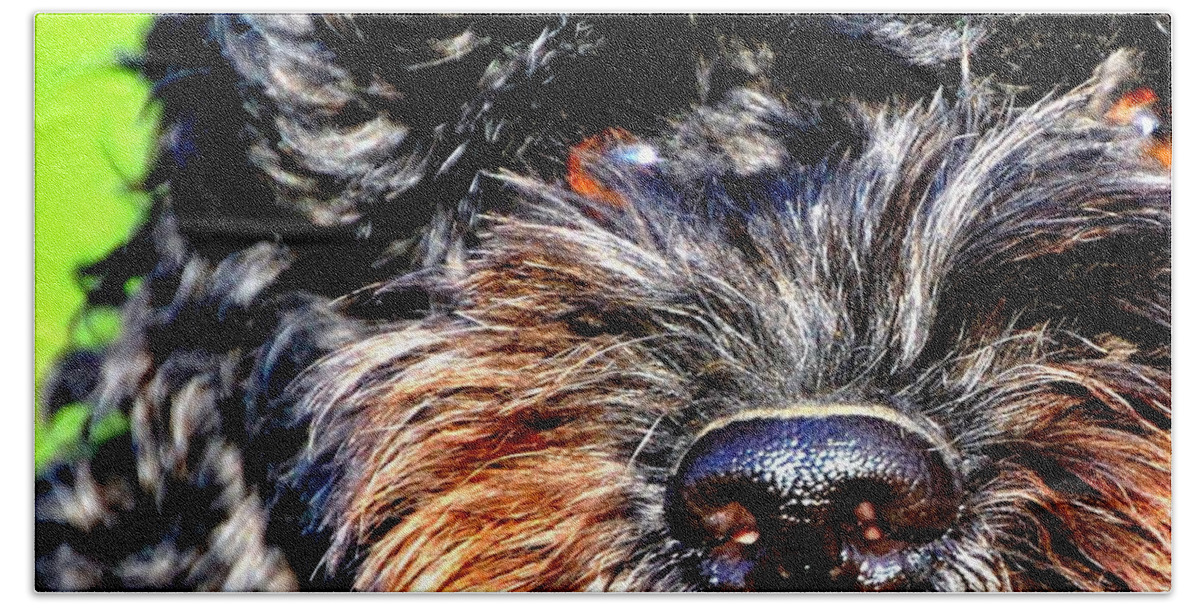 Dog Hand Towel featuring the photograph Shaggy Black Dog by Marysue Ryan