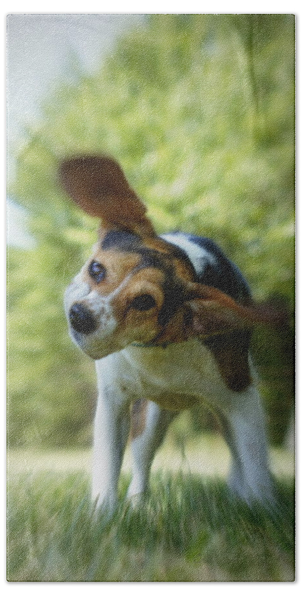 Beagle Hand Towel featuring the photograph Shake Shake Shake by Cricket Hackmann
