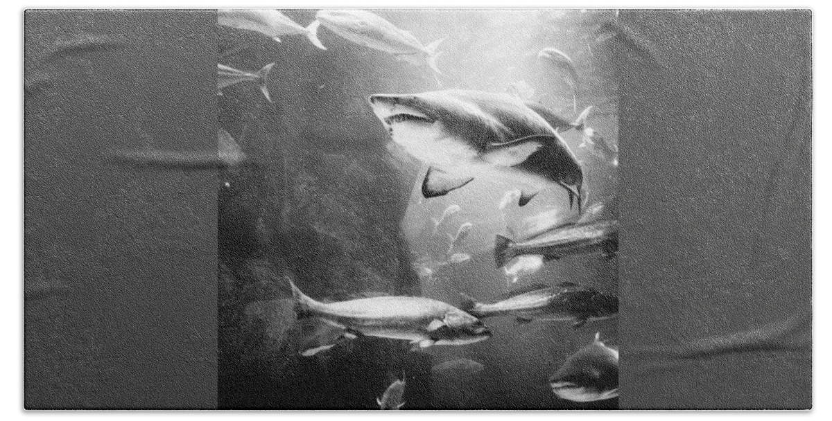  Bath Towel featuring the photograph Shark! by Aleck Cartwright