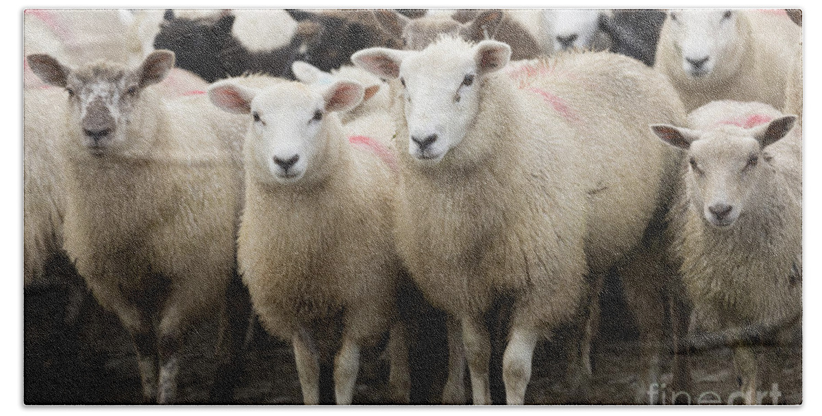 Sheep Hand Towel featuring the photograph Sheep in a farm yard by Louise Heusinkveld