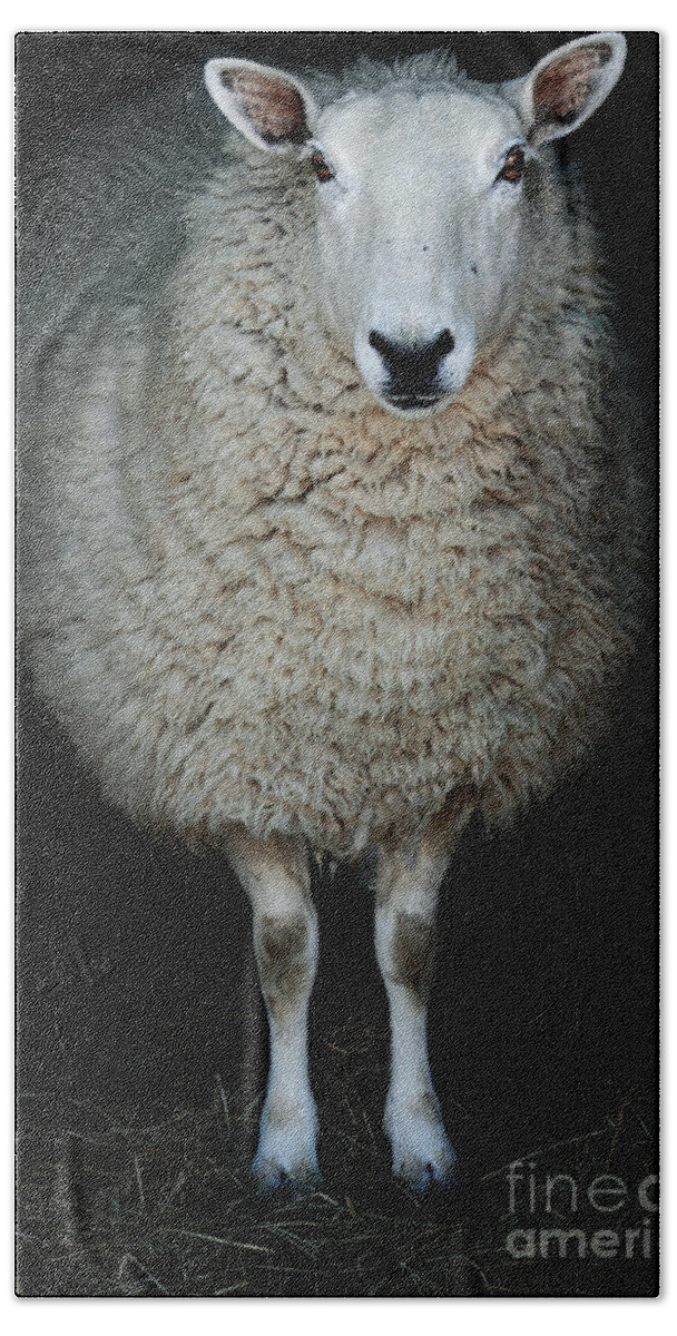 Cute Bath Towel featuring the photograph Sheep by Stephanie Frey