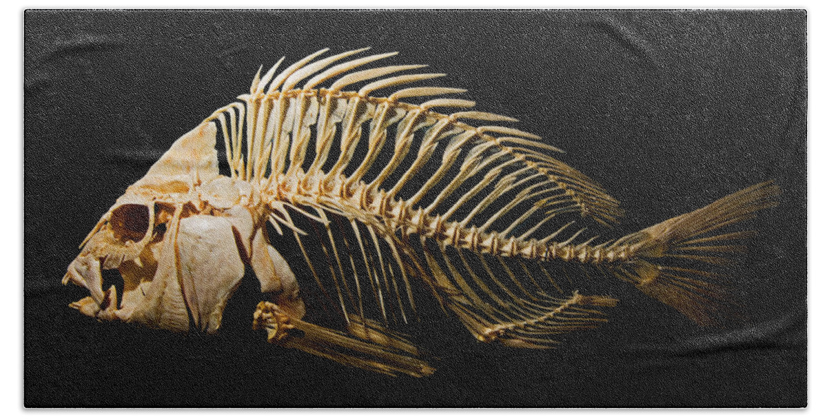 Animal Bath Towel featuring the photograph Sheepshead Fish Skeleton by Millard H. Sharp
